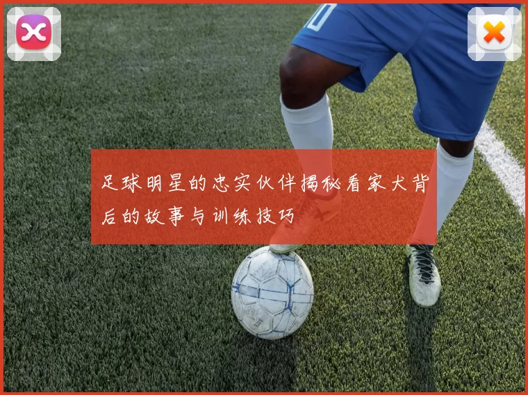 足球明星的忠实伙伴揭秘看家犬背后的故事与训练技巧